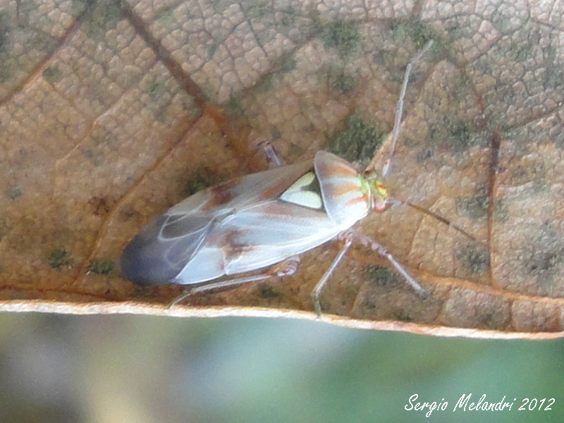 Miridae: Lygus pratensis della Romagna (RA)